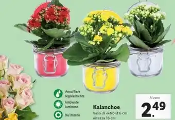 Lidl Kalanchoe offerta