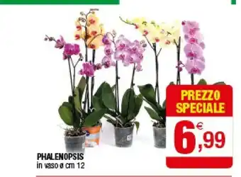 Iperal Phalenopsis In Vaso offerta