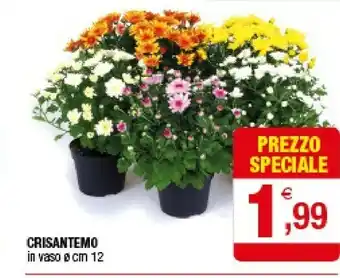 Iperal Crisantemo In Vaso offerta