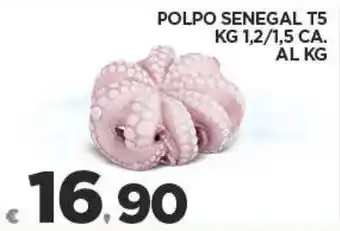 POLPO SENEGAL T5 KG 1,2/1,5 CA.