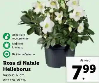 Lidl Rosa di Natale Helleborus offerta