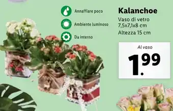 Lidl Kalanchoe offerta