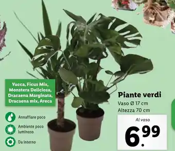 Lidl Piante verdi offerta