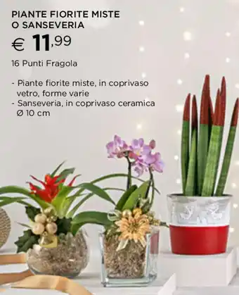 Esselunga PIANTE FIORITE MISTE O SANSEVERIA offerta