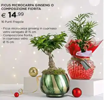 Esselunga FICUS MICROCARPA GINSENG O COMPOSIZIONE FIORITA offerta
