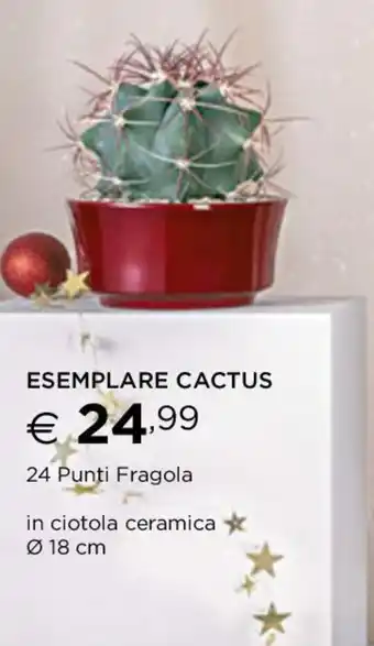 ESEMPLARE CACTUS
