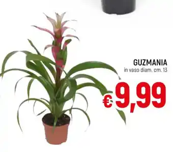 Galassia GUZMANIA in vaso diam. cm. 13 offerta