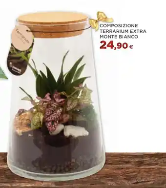 COMPOSIZIONE TERRARIUM EXTRA MONTE BIANCO