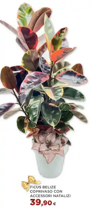 Coop FICUS BELIZE COPRIVASO CON ACCESSORI NATALIZI offerta