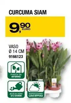 Curcuma Siam