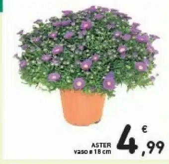 Conad Aster Vaso offerta