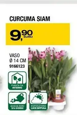 Curcuma Siam