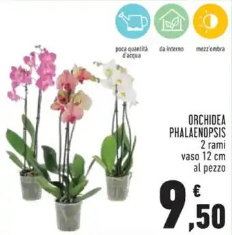 Conad ORCHIDEA PHALAENOPSIS 2 rami vaso 12 cm offerta