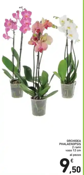 Spazio Conad ORCHIDEA PHALAENOPSIS offerta