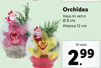 Lidl Orchidea offerta