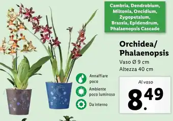 Lidl Orchidea/ Phalaenopsis offerta