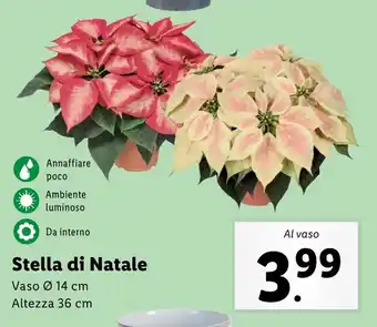 Lidl Stella di Natale offerta