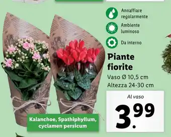 Lidl Piante fiorite offerta