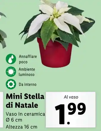 Lidl Mini Stella di Natale offerta
