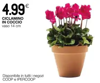 Coop CICLAMINO IN COCCIO vaso 14 cm offerta