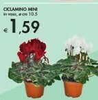 Bennet Ciclamino Mini offerta