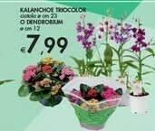 Bennet Kalanchoe Triocolor offerta