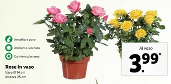 Lidl Rose In Vaso offerta