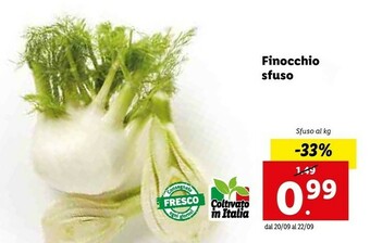 Lidl Finocchio Sfuso offerta