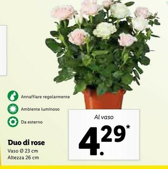 Lidl Duo Di Rose offerta