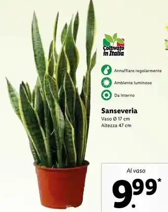 Lidl Sanseveria Vaso O 17 Cm offerta