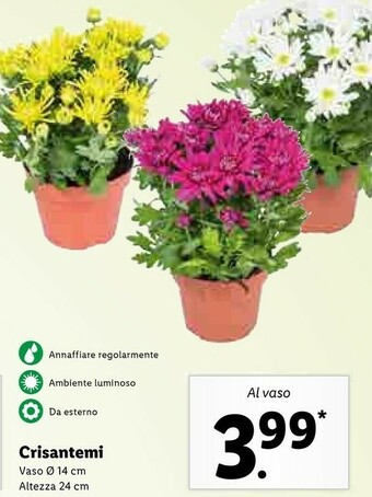 Lidl Crisantemi offerta