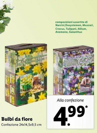 Lidl Bulbi Da Fiore offerta