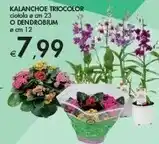 Bennet Kalanchoe Triocolor offerta