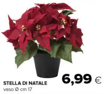 Oasi STELLA DI NATALE vaso Ø cm 17 offerta