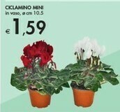 Bennet Ciclamino Mini offerta