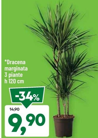 DPiù Dracena Marginata 3 Piante offerta