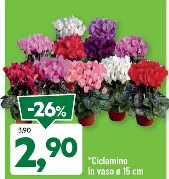 DPiù Ciclamino In Vaso offerta