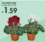Bennet Ciclamino Vasoi offerta