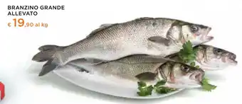 Spazio Conad BRANZINO GRANDE ALLEVATO offerta