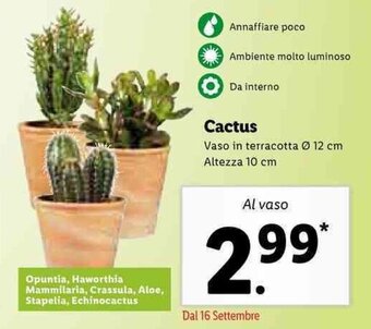 Lidl Cactus offerta