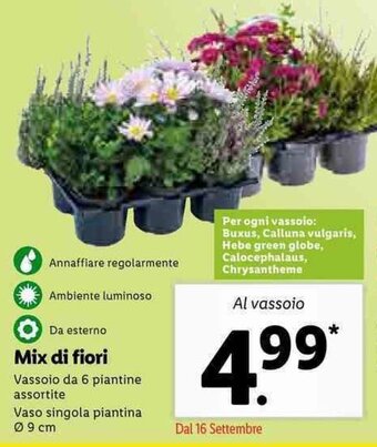 Lidl Mix di fiori offerta