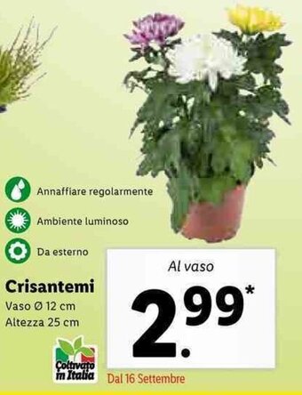 Lidl Crisantemi offerta