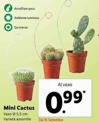 Lidl Mini Cactus offerta