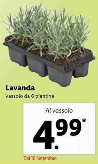 Lidl Lavanda offerta