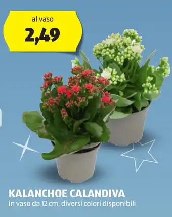 ALDI KALANCHOE CALANDIVA offerta