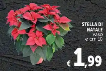 Deco Supermercati STELLA DI NATALE vaso ø cm 10 offerta