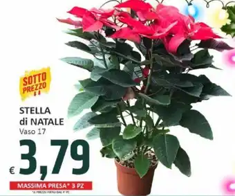 STELLA di NATALE Vaso 17