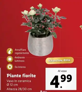 Lidl Piante fiorite offerta