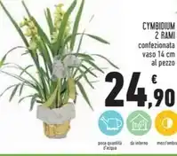 Cymbidium 2 rami