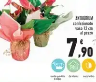 Conad Anthurium offerta